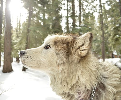 perros alaskan malamutes