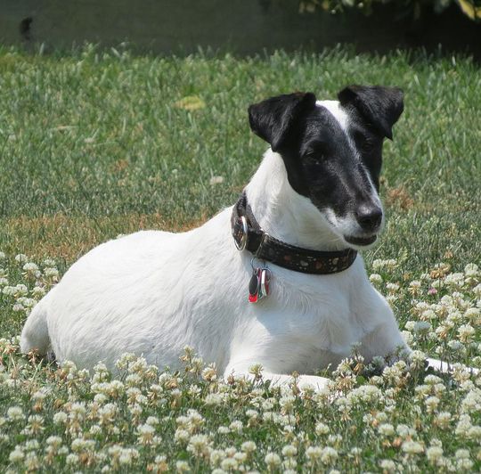 perros fox terrier