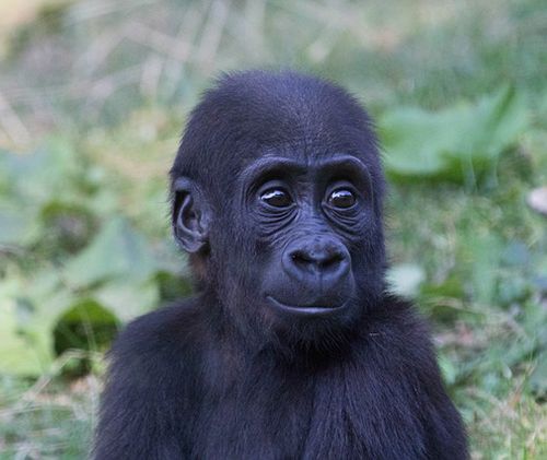 fotos de gorilas