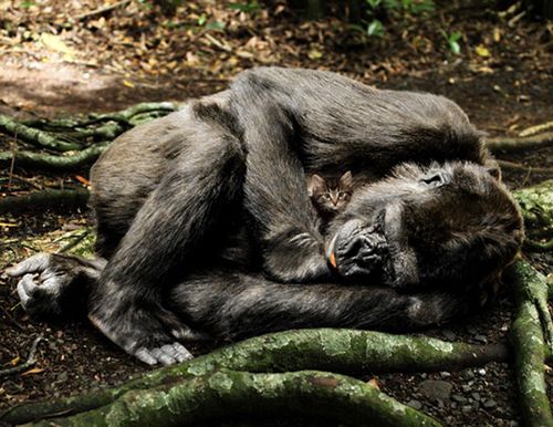 gorilas inteligentes