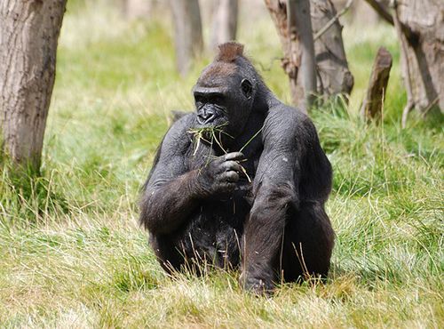 como son los gorilas de montaña