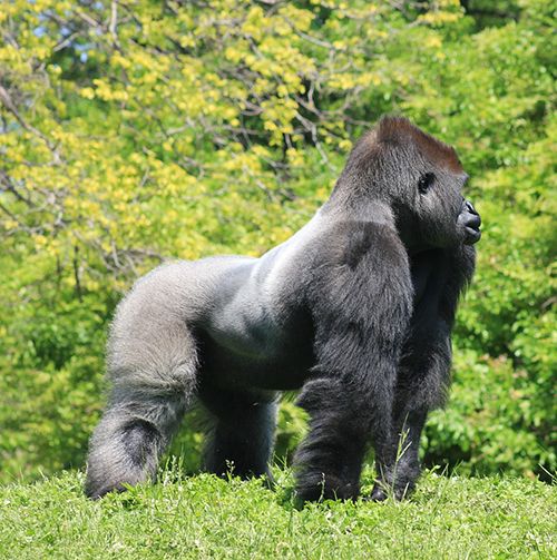 imagenes de gorilas espalda plateada