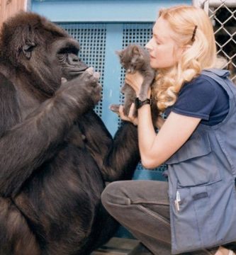 muere koko gorila