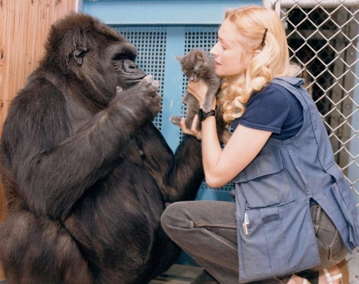 muere koko gorila
