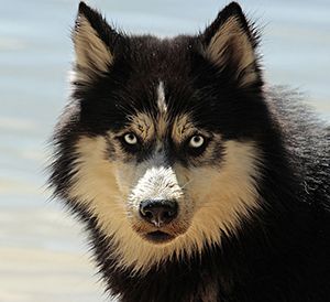 perros malamute