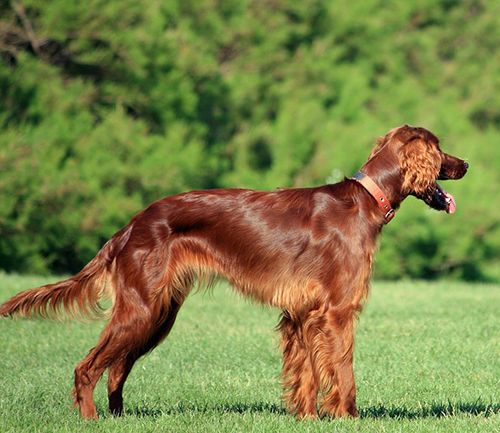 setter irlandés características