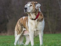 mastin español raza