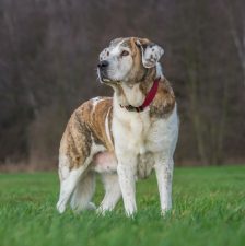 Mastín Español (mastín leonés)