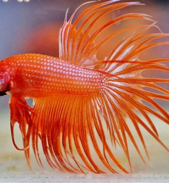 comida para mejorar el color de los peces