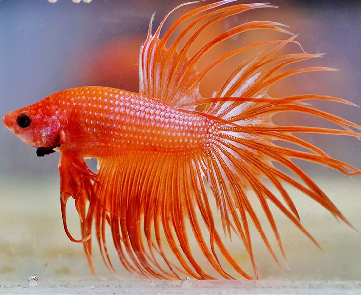 comida para mejorar el color de los peces