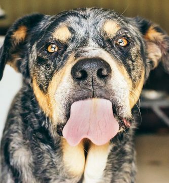 porque mi perro babea mucho