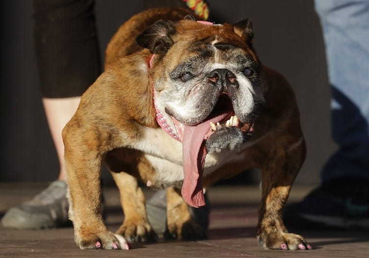 el perro mas feo del mundo