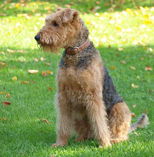 perro airedale terrier