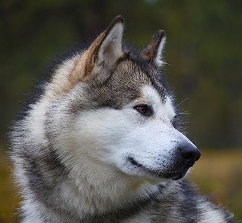 alaskan malamute