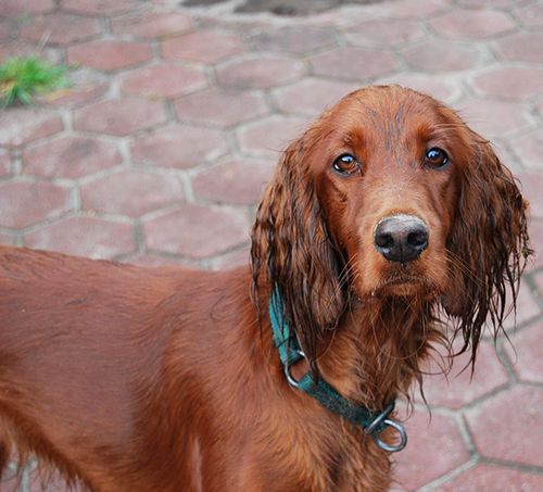 raza de perros setter irlandes