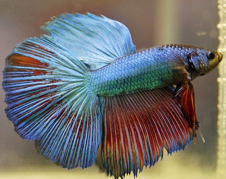 los peces betta cambian de color