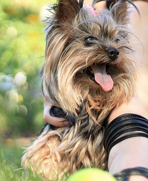 mi perro babea cuando vea otro perro