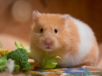 que comen los hamsters