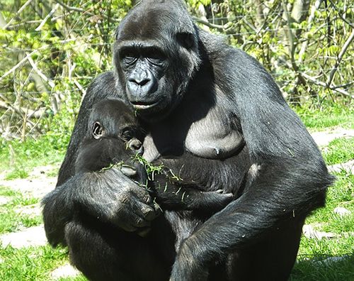 gorila bebé