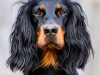 gordon setter