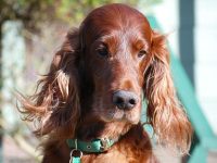 fotos de setter irlandés