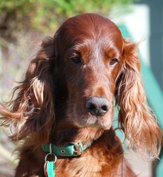 fotos de setter irlandés