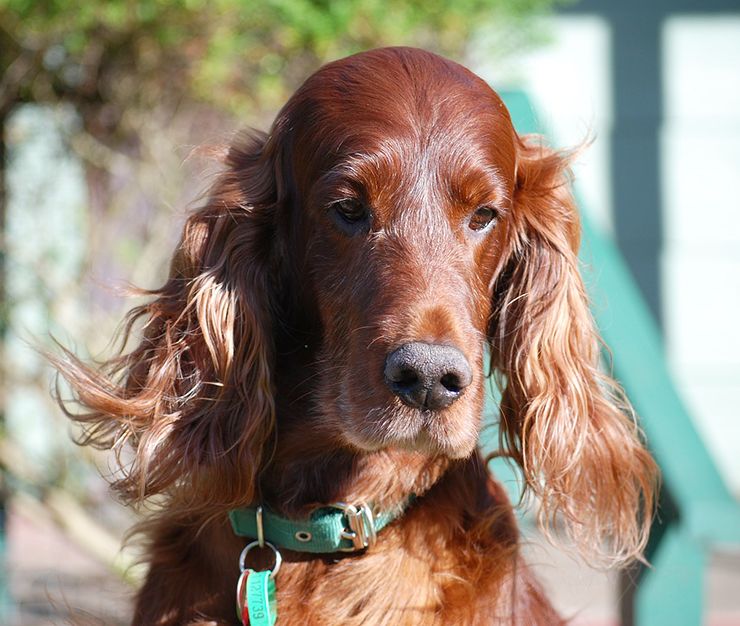 fotos de setter irlandés
