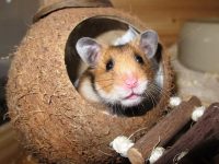 casa para hamsters