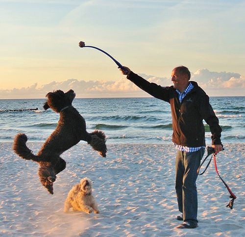 día internacional del perro