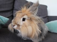 cuidados conejo de angora