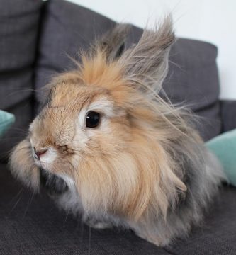 cuidados conejo de angora