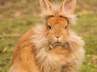 conejo cabeza de león