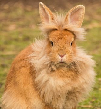 conejo cabeza de león