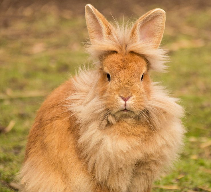 conejo cabeza de león