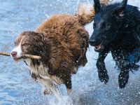 cuanto ejercicio necesita un perro al día