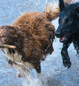 cuanto ejercicio necesita un perro al día