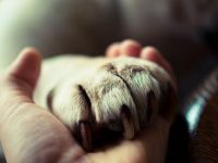 dia internacional del perro