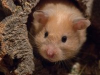 mejor hámster para niños