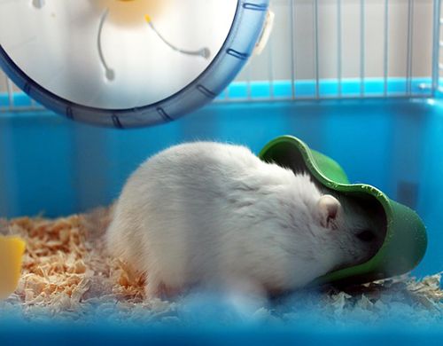 accesorios de la jaula del hamster