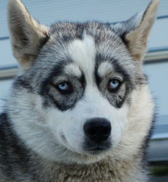 ´razas de perros mas saludables