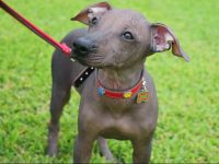 perro peruano sin pelo