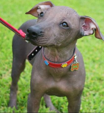 perro peruano sin pelo