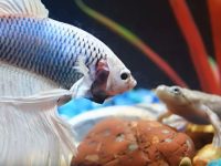 puedo tener un pez betta y una rana enana africana juntos