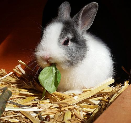 que comen los conejos