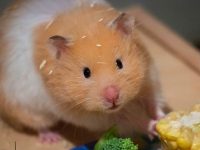 que verduras comen los hamster