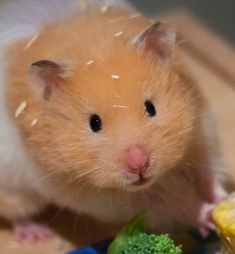que verduras comen los hamster
