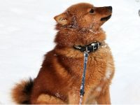 perros spitz finlandés