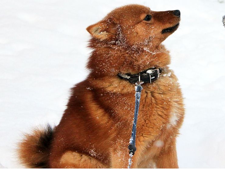 perros spitz finlandés