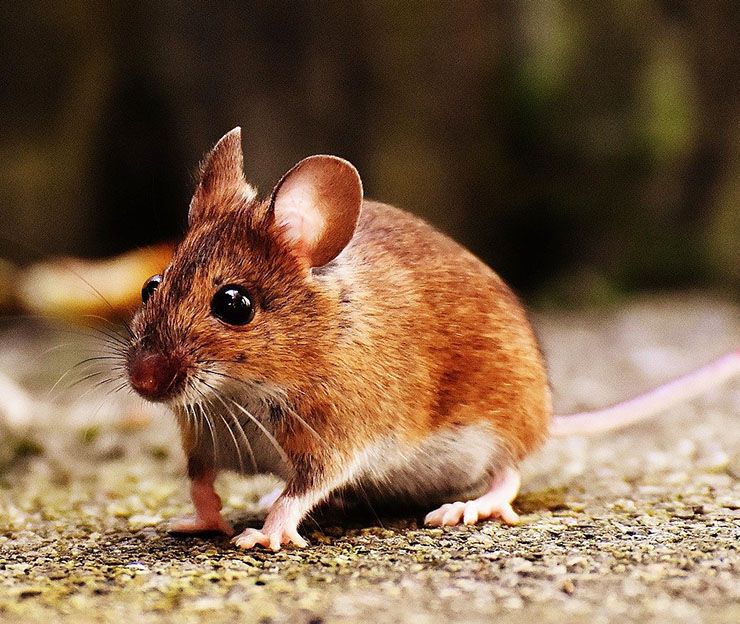 diferencias entre ratas y ratones