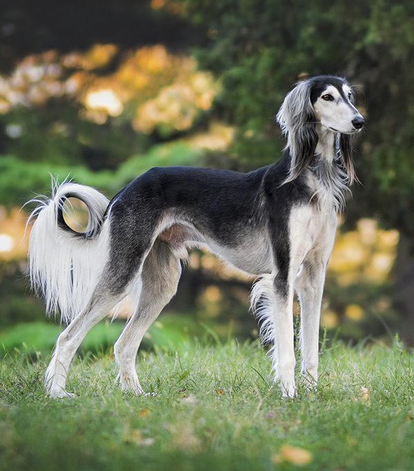 saluki características